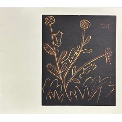 PLANTE AUX TORITOS