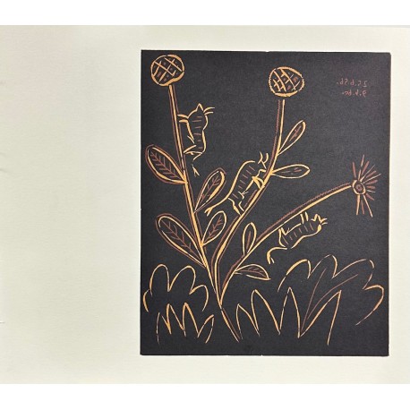 PLANTE AUX TORITOS