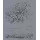OLIVIERS ET PAYSAGE EN PROVENCE