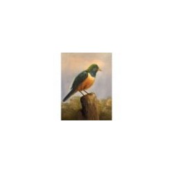 L'OISEAU JAUNE ET VERT