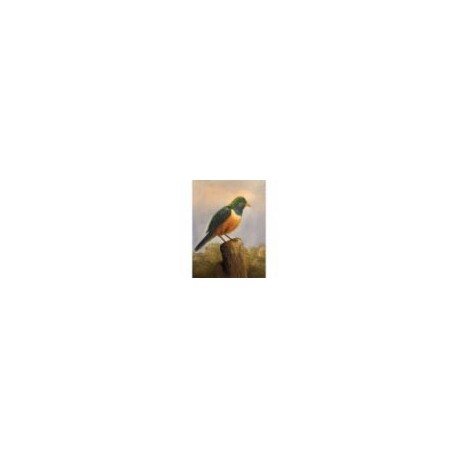 L'OISEAU JAUNE ET VERT