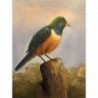 L'OISEAU JAUNE ET VERT
